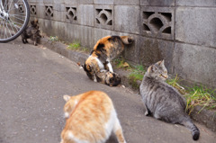 上から　ガブッ！