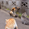 上から　ガブッ！