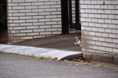 猫に化けた家政婦。