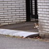 猫に化けた家政婦。
