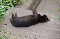 撃たれたふり。。。