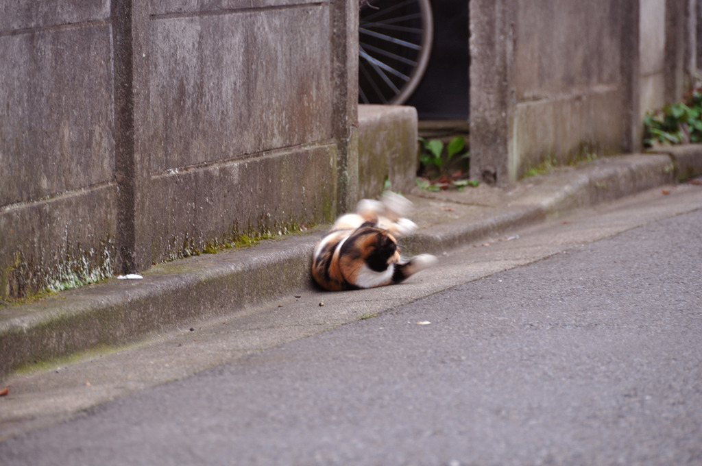 キャットスクリュー