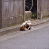 キャットスクリュー