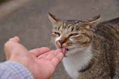 ぺロッ！