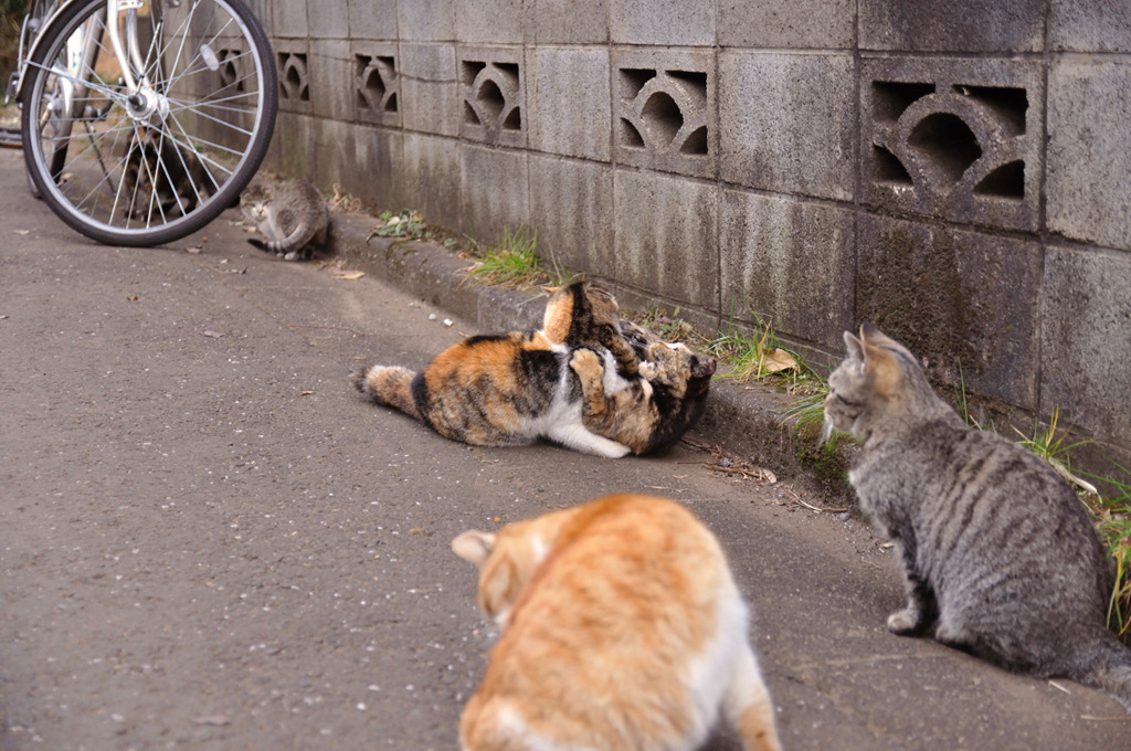 くんずほぐれず！