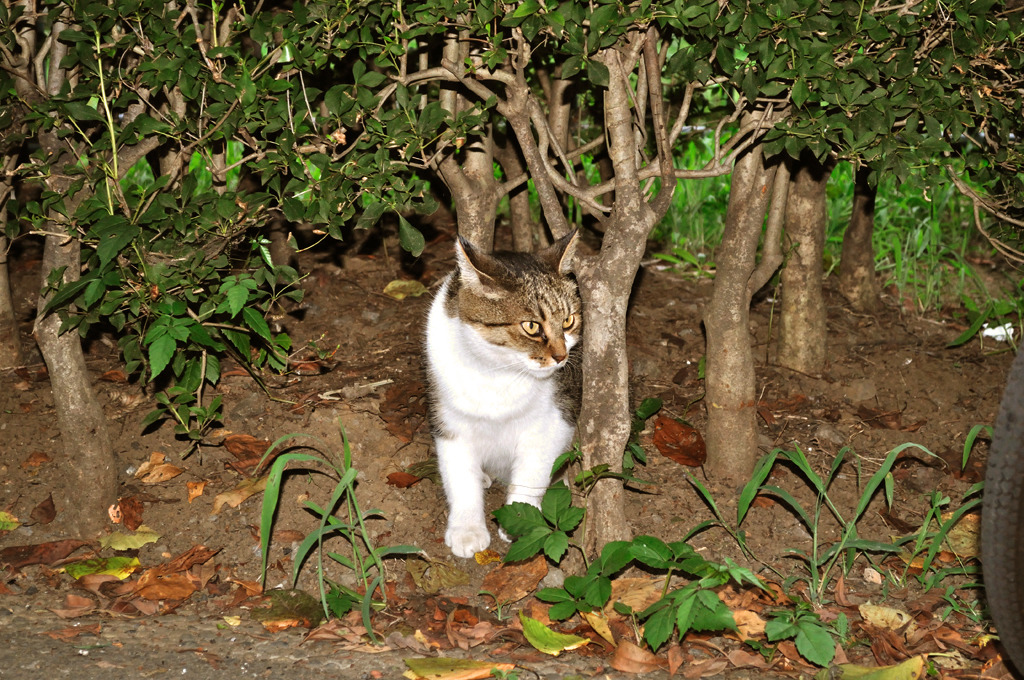 木陰から。