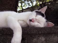 フクちゃんの昼寝。