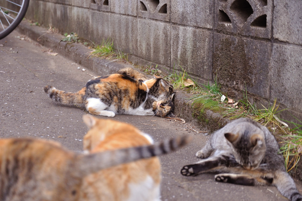 首をガブッ！