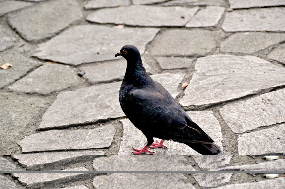 黒い鳩