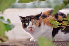 うまく撮れた？