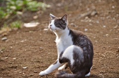 痒い～の