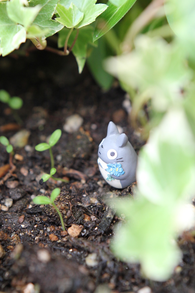 早く大きくな～れ