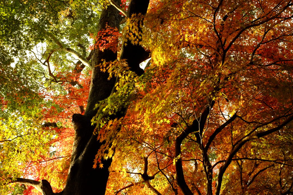 夕紅もみじ