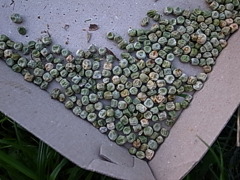 未来へ命を繋ぐ種 未来へ命を繋ぐ種