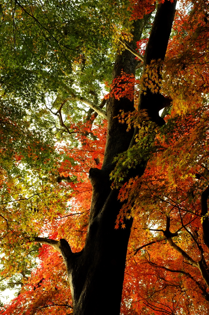 紅まとう