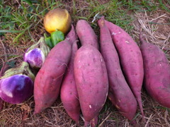 秋の味覚 秋の味覚