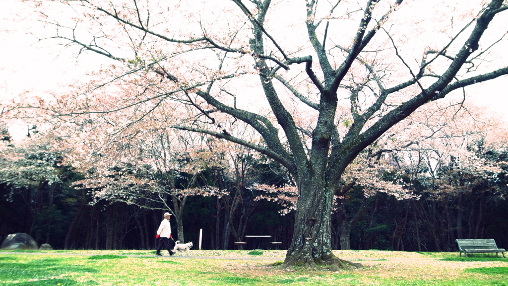 桜といぬとおじさんと、