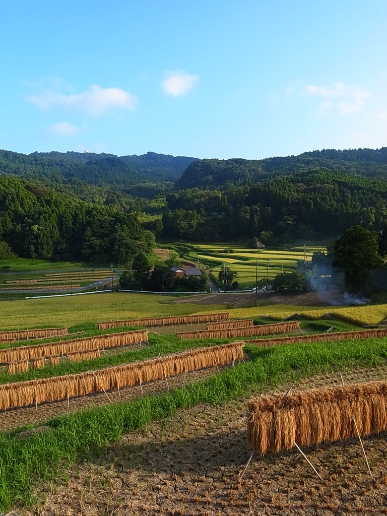 ある秋の日の大山千枚田