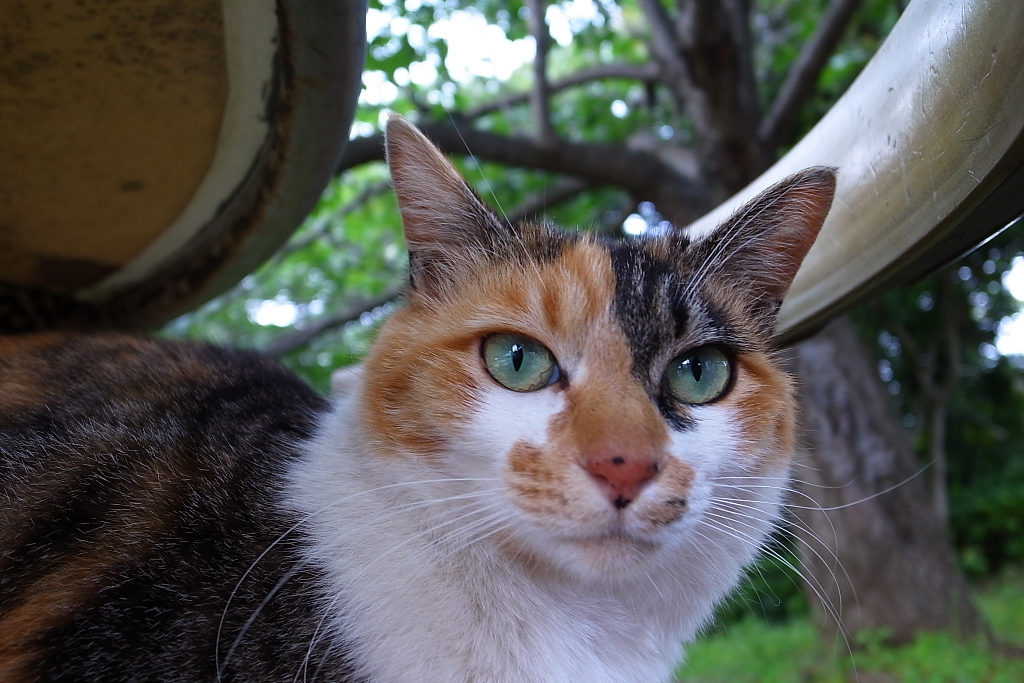 我輩は猫だにゃあ