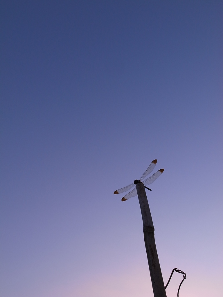 夕暮れに一休み