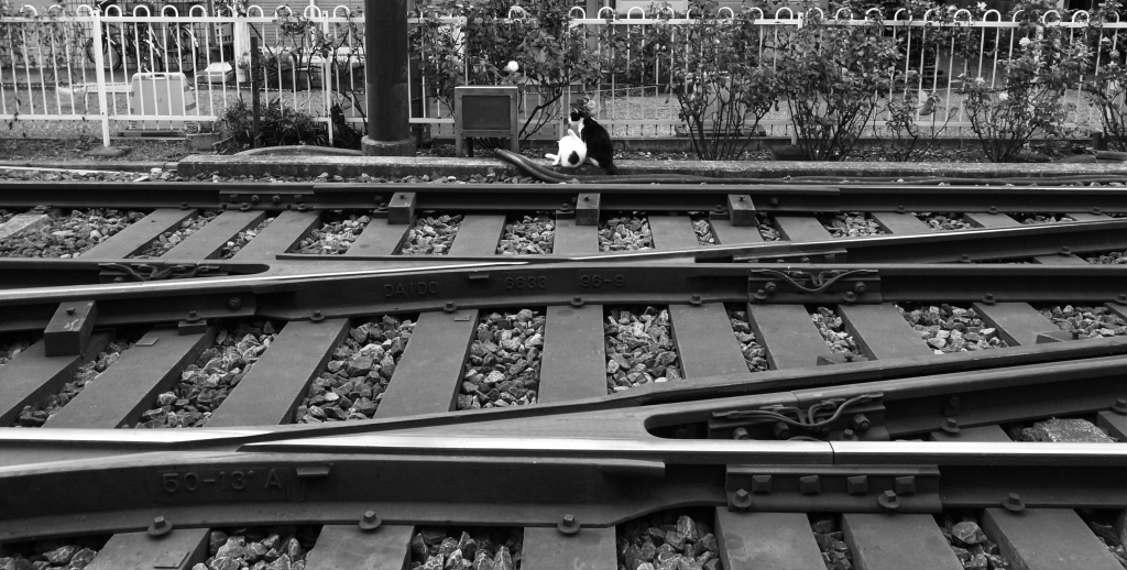 線路で戯れる（もうすぐ電車がくるにゃ～）