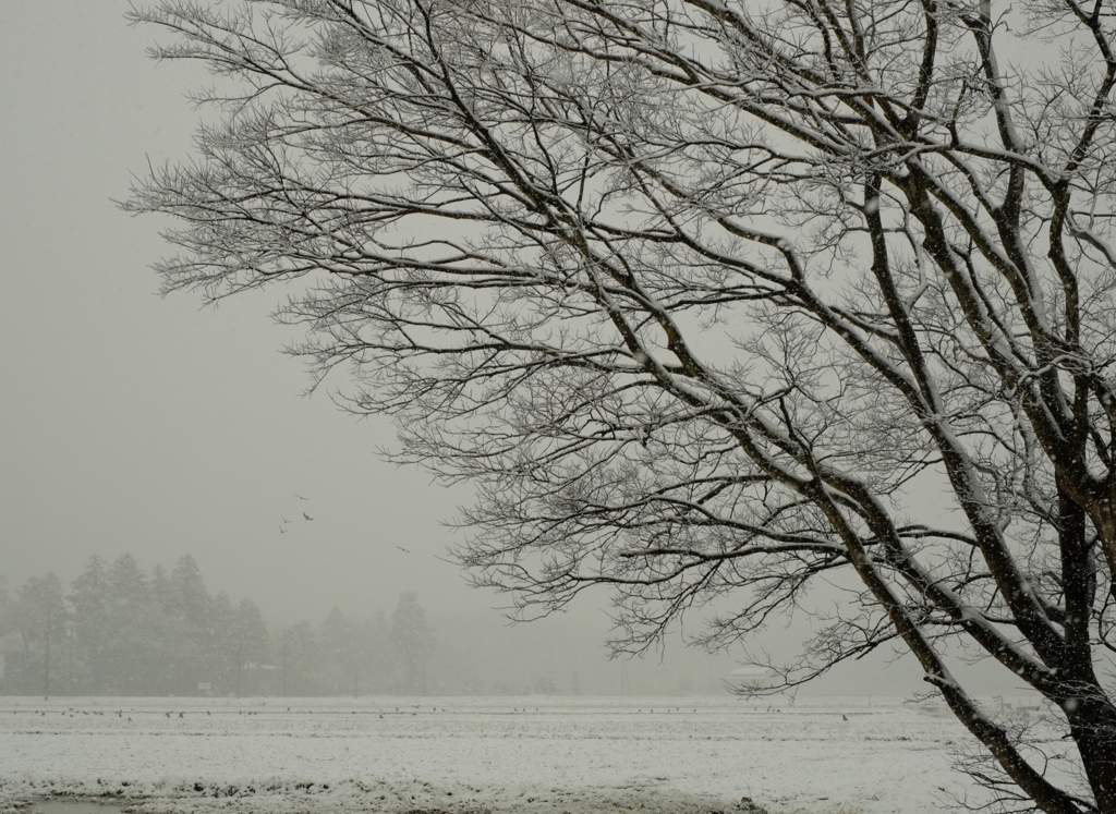 灰雪