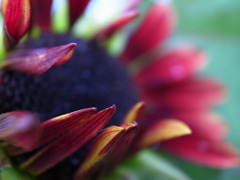 R0011559
