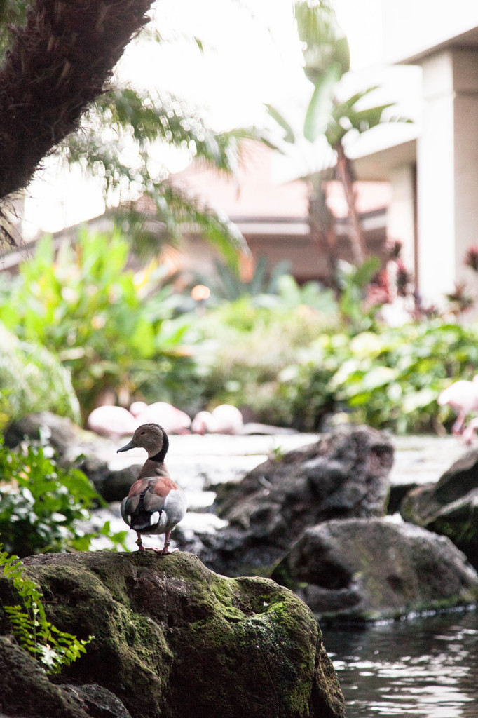 仲間に入りたい・・・