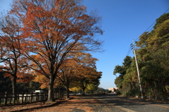並木道