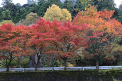 autumn in HIKOSAN