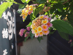 変わったアジサイ