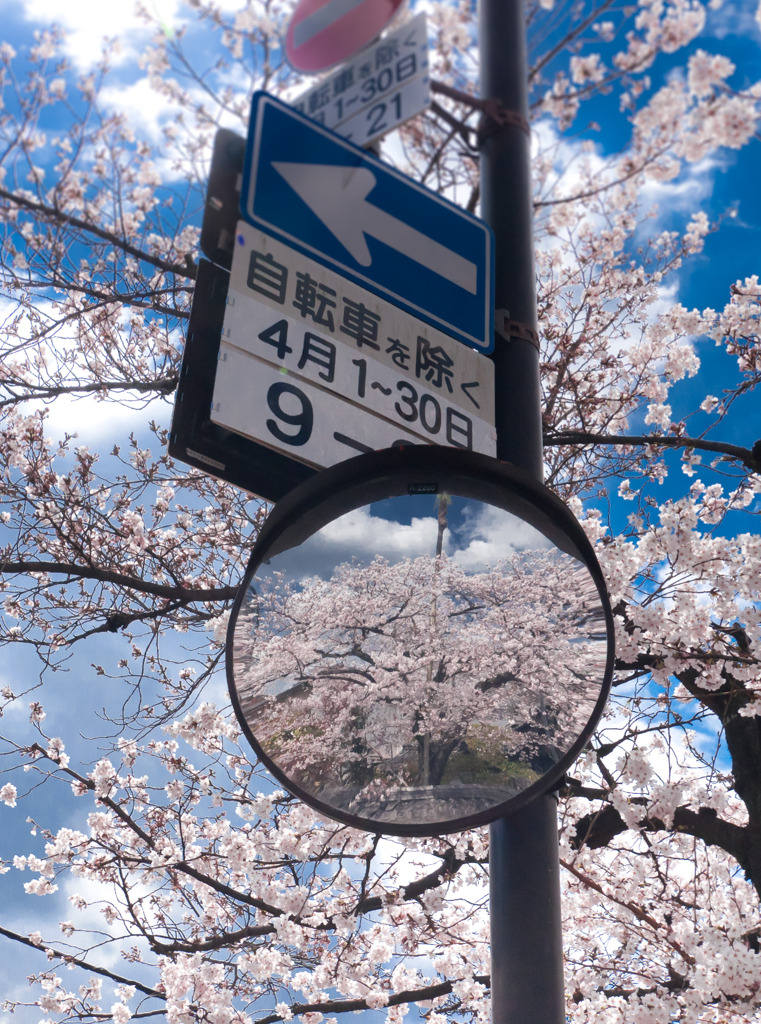 花見小路通