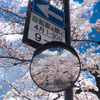 花見小路通