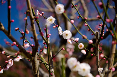 梅の花_2012_03