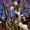 梅の花_2012_03
