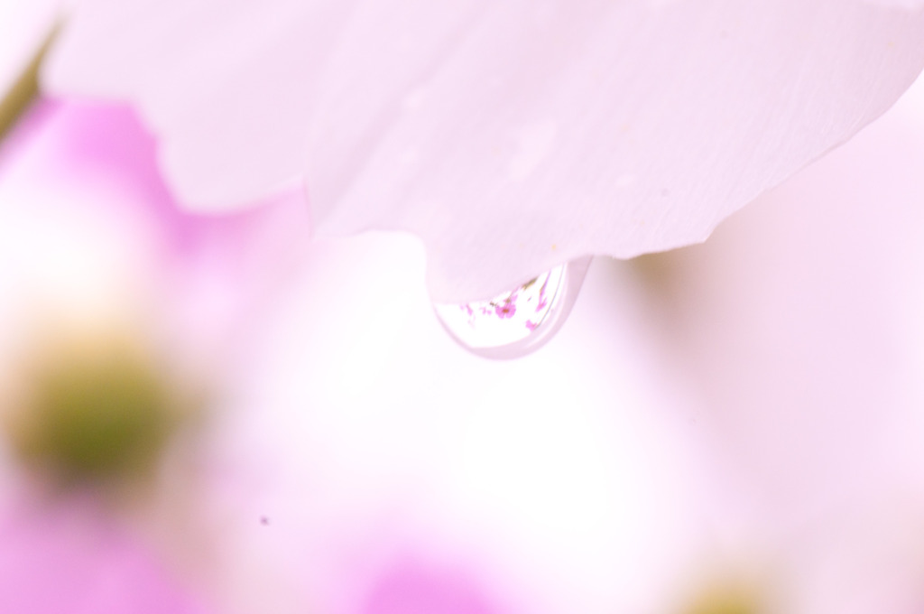 水玉コスモス