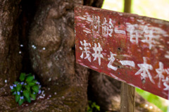 浅井の一本桜～根元
