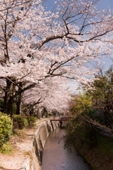 春…哲学の道　その①