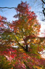 紅へ