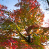 紅へ