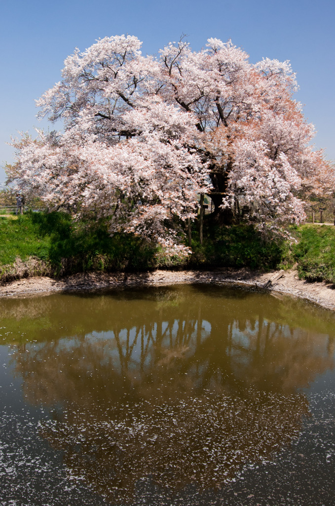 浅井の一本桜