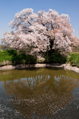 浅井の一本桜