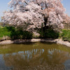 浅井の一本桜