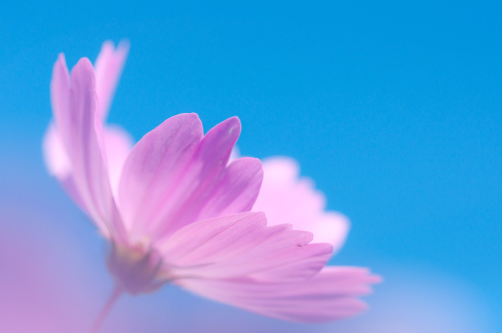 ふんわり秋桜