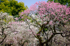 梅の花_2012_04