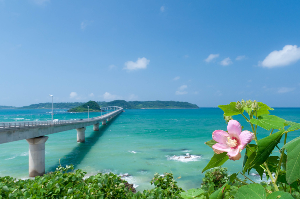 夏の角島と何の花だっけ？