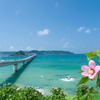 夏の角島と何の花だっけ？