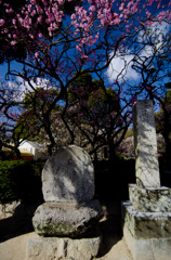 大宰府天満宮_案内所前_春