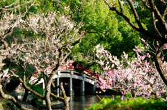太鼓橋_春