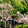太鼓橋_春
